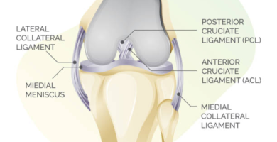 Inner Knee Ligament