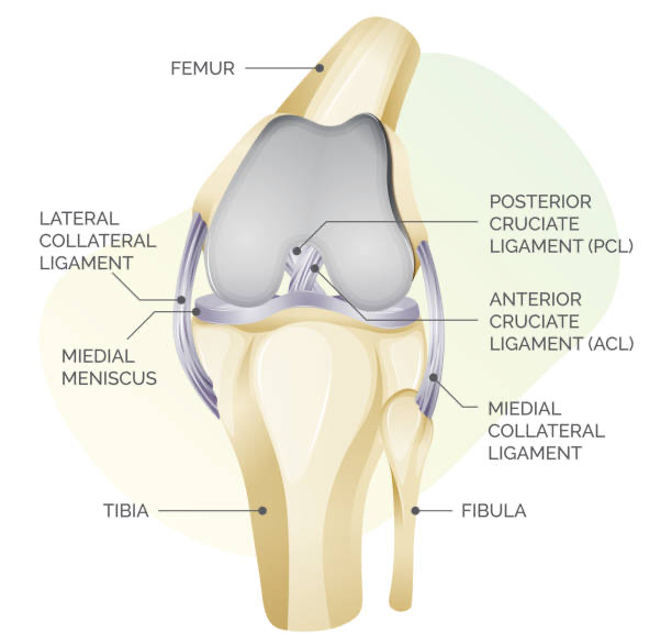 Inner Knee Ligament