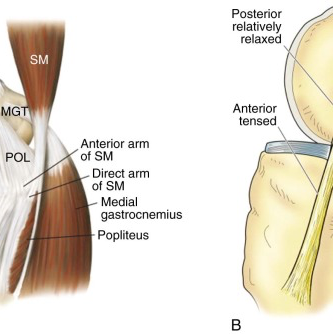 MCL FUNCTION KNEE