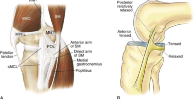 MCL FUNCTION KNEE