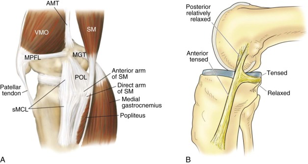 MCL FUNCTION KNEE