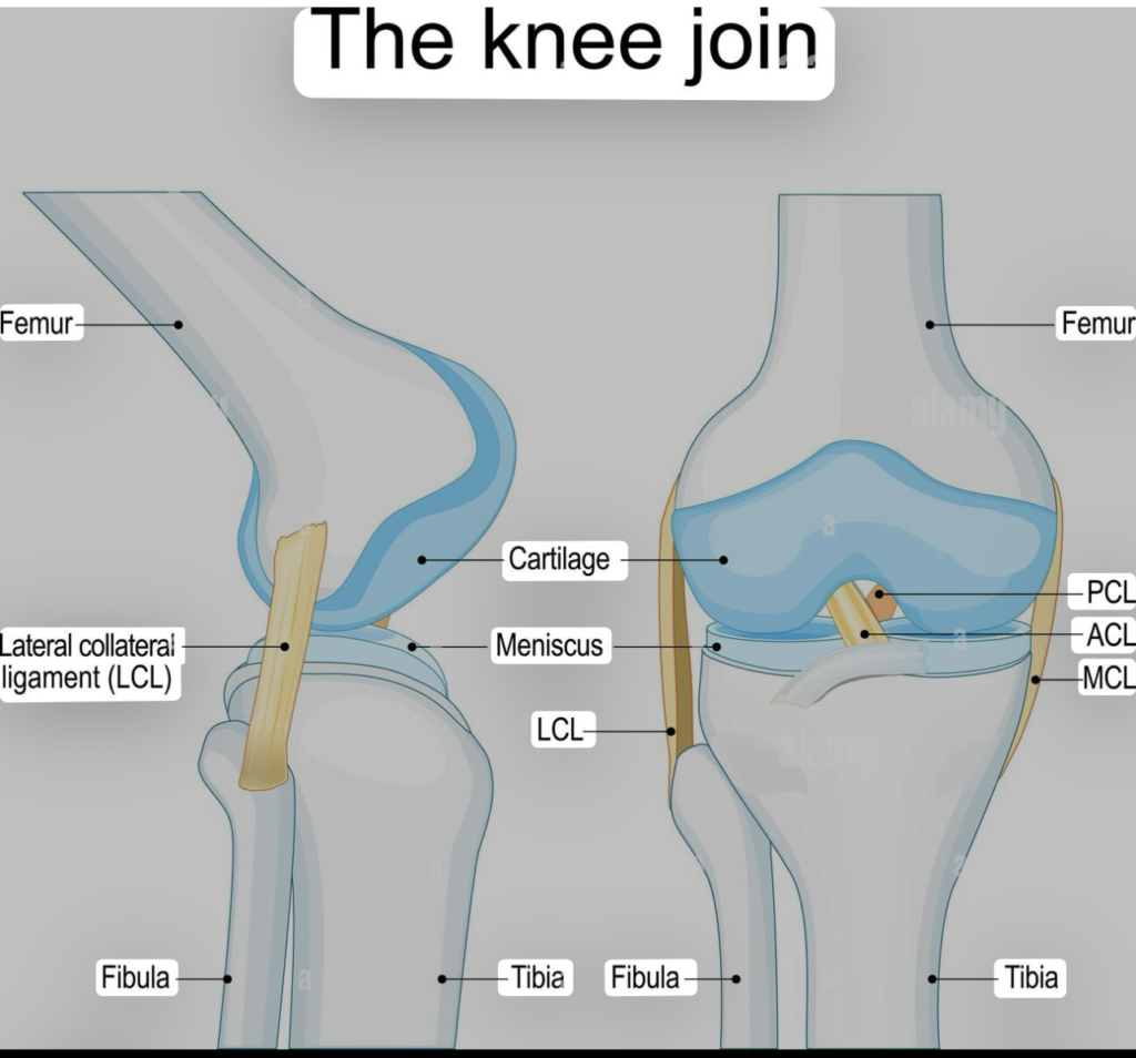 The Knee Join