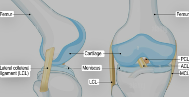 The Knee Join
