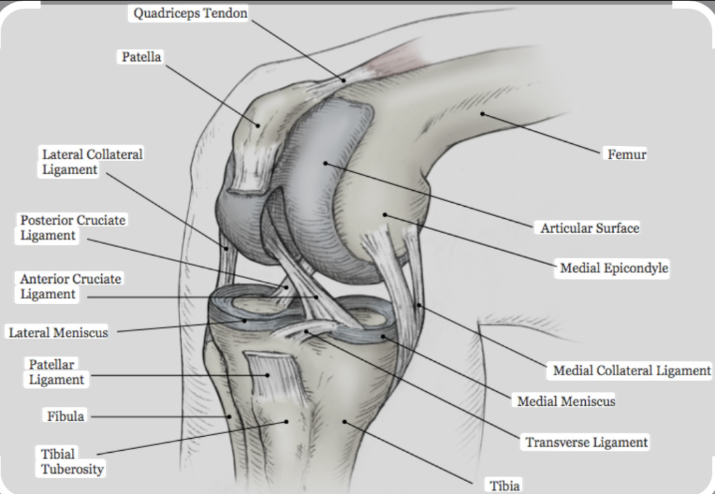 knee ligament anatomy