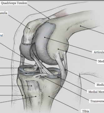 knee ligament anatomy