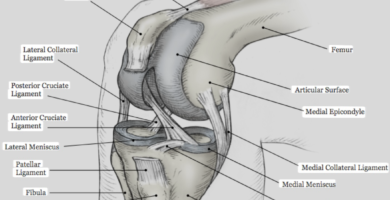 knee ligament anatomy