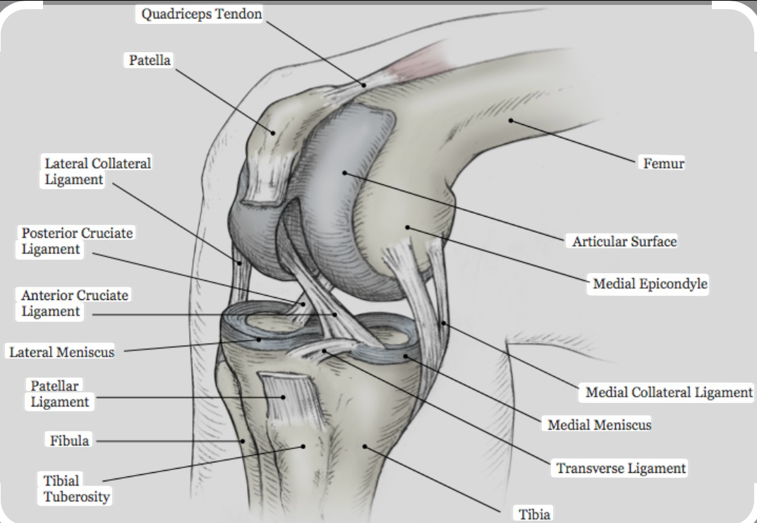 knee ligament anatomy