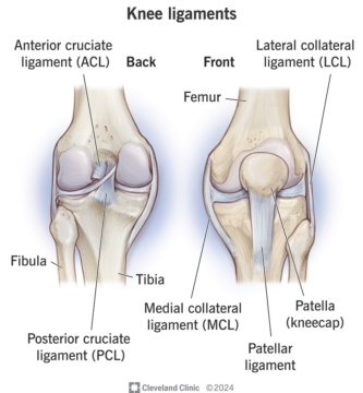 knee stabilizing ligaments