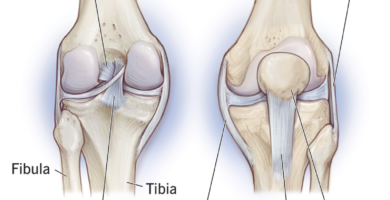 knee stabilizing ligaments