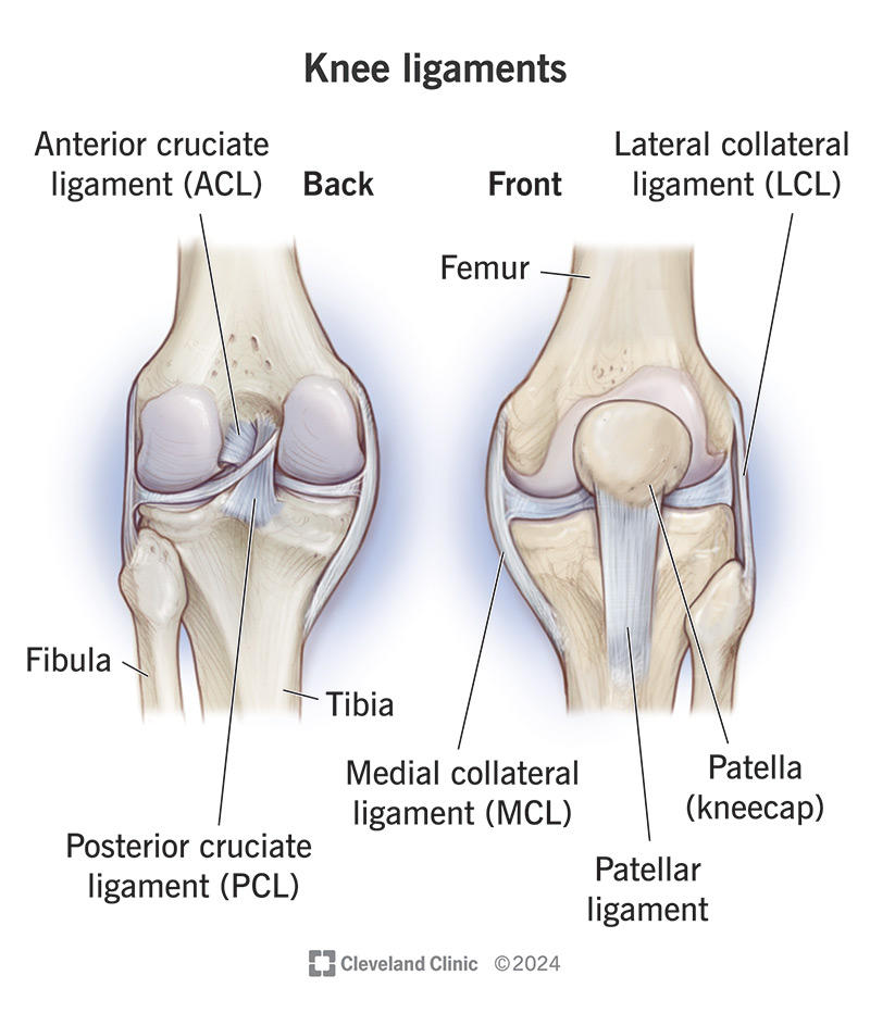 knee stabilizing ligaments