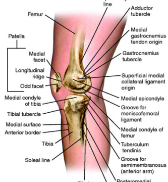 Medial Knee strucrure