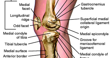 Medial Knee strucrure