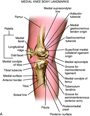 Medial Knee strucrure
