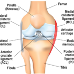 mcl knee anatomy