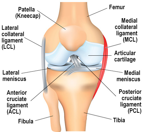mcl knee anatomy