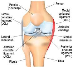Anatomical diagram showing the MCL location in the knee joint